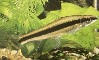 crossocheilus siamensis ou barbeau à raie noire.